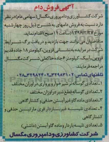 مزایده , فروش دام تعدادی گوساله نر شیرخوار و پرواری در اوزان مختلف ... 