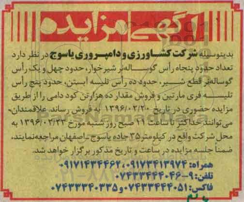 آگهی مزایده,مزایده حدود پنجاه راس گوساله نر شیرخوار ...