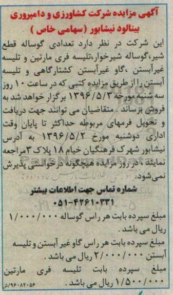 آگهی مزایده, مزایده تعدادی گوساله قطع شیر , گوساله شیرخوار , تلیسه فری مارتین ....
