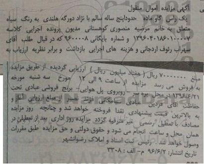 مزایده یک راس گاو ماده