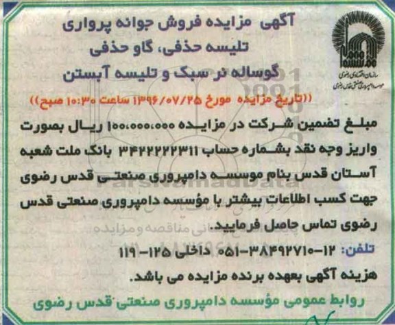 آگهی مزایده , مزایده فروش جوانه پرواری تلیسه حذفی ، گاو حذفی گوساله نر....