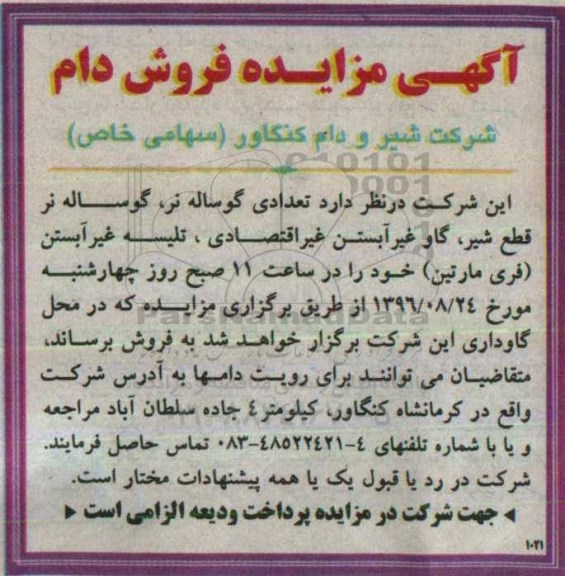 مزایده ,مزایده تعدادی گوساله نر و ...