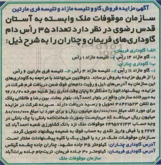 آگهی مزایده, مزایده فروش گاو و تلیسه مازاد و تلیسه فری مارتین