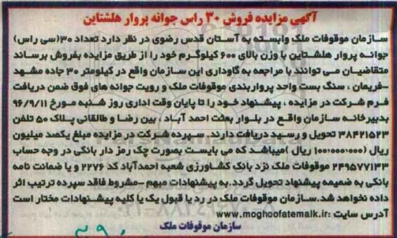 آگهی مزایده ، مزایده فروش 30 راس جوانه پروار هلشتاین