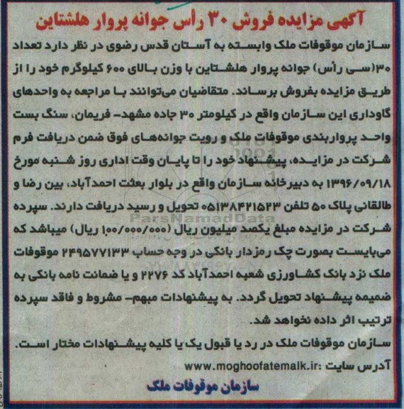 آگهی مزایده ، مزایده فروش 30 راس جوانه پروار هلشتاین