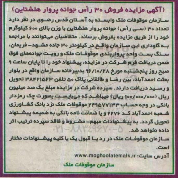 آگهی مزایده ، مزایده فروش 30 راس جوانه پروار هلشتاین
