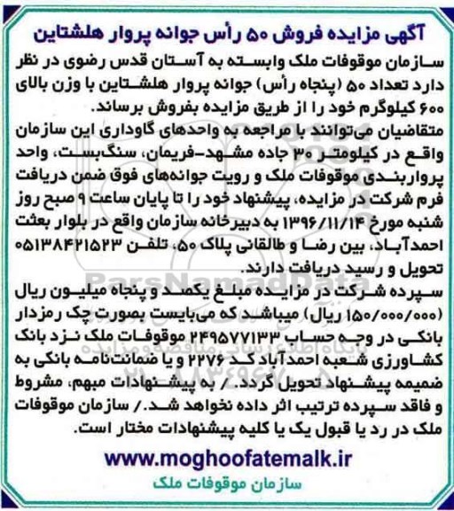 مزایده , مزایده فروش 50 راس جوانه پروار هلشتاین