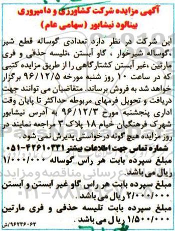 آگهی مزایده, مزایده تعدادی گوساله قطع شیر، گوساله شیرخوار و ...