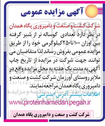 مزایده , مزایده فروش تعدادی گوساله نر از شیر گرفته 