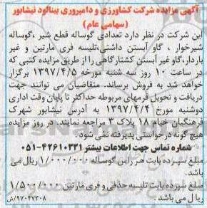آگهی مزایده , مزایده تعدادی گوساله قطع شیر، گوساله شیرخوار و ...