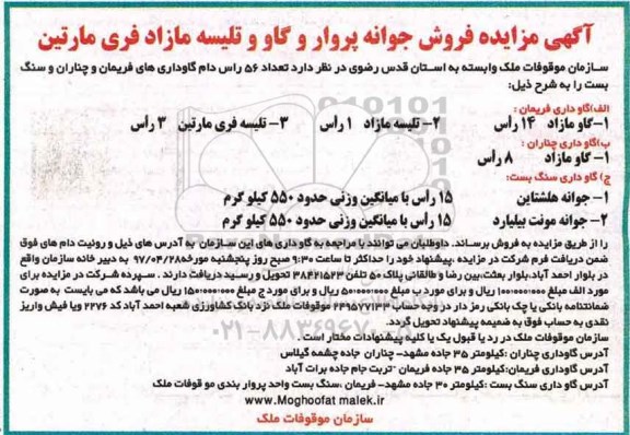 مزایده , مزایده فروش جوانه پروار و گاو و تلیسه مازاد فری مارتین
