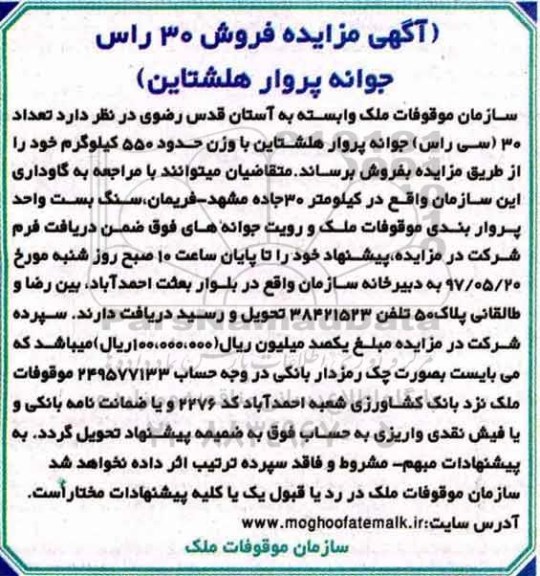 آگهی مزایده ،مزایده فروش 30 راس جوانه پروار هلشتاین