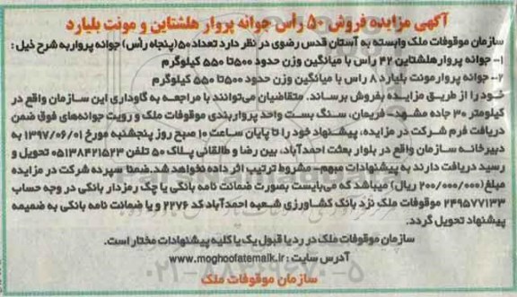 آگهی مزایده ، مزایده فروش 50 راس جوانه پروار هلشتاین و مونت بلیارد 