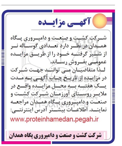 مزایده , مزایده فروش تعدادی گوساله نر از شیر گرفته 