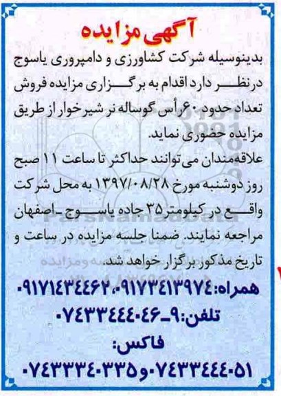 مزایده ,مزایده گوساله نر شیرخوار