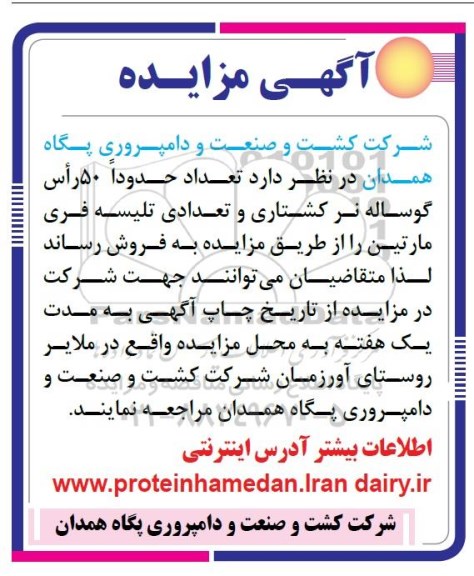 مزایده ,مزایده 50 راس گوساله 