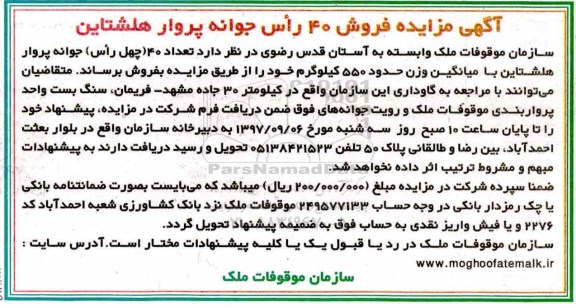 آگهی مزایده , مزایده فروش 40 راس جوانه پروار هلشتاین