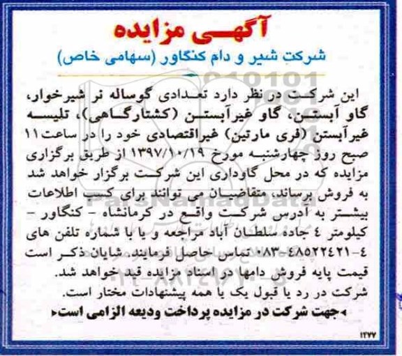 آگهی مزایده , مزایده تعدادی گوساله نر شیرخوار ، گاو آبستن