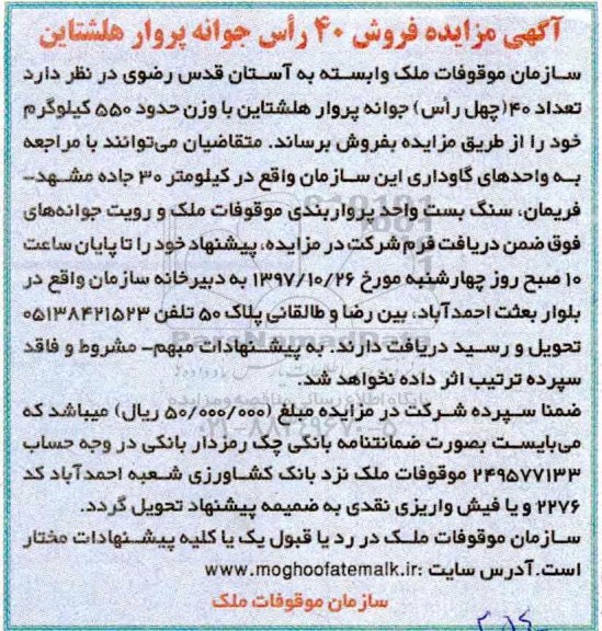 آگهی مزایده , مزایده فروش 40 راس جوانه پروار هلشتاین