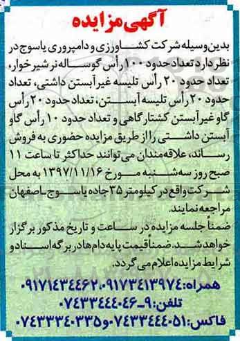 مزایده, مزایده حدود 100 راس گوساله نر شیرخوار