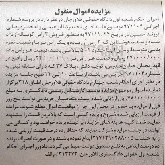 مزایده، مزایده فروش 3 راس گوساله از نژاد سیاه و سفید