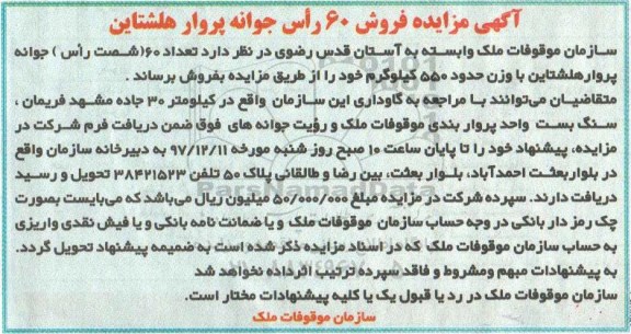 مزایده ,مزایده فروش 60 راس جوانه پروار