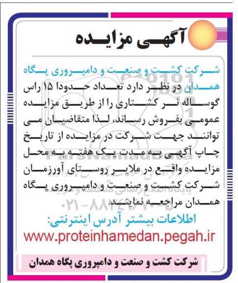مزایده , مزایده  تعداد حدودا 15 راس گوساله نر کشتاری