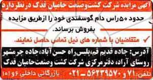 آگهی مزایده, مزایده حدود 50 راس دام گوسفندی