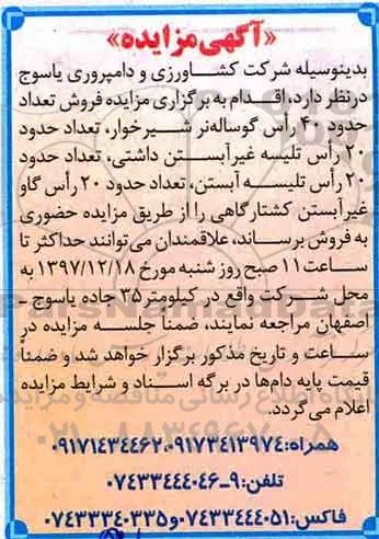 آگهی مزایده, مزایده  فروش تعداد حدود 40 راس گوساله نر شیرخوار و ....