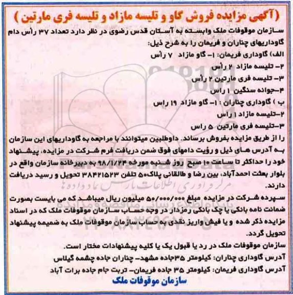 مزایده فروش گاو و تلیسه مازاد و تلیسه فری مارتین