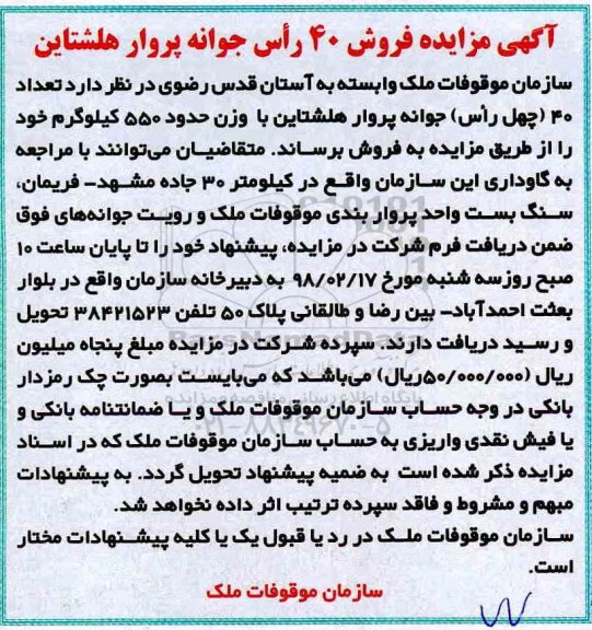 مزایده ,مزایده  فروش 40 راس جوانه پروار هلشتاین  نوبت دوم 