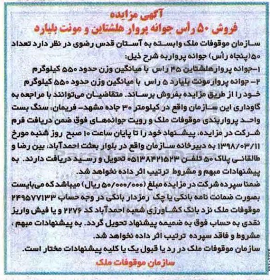 آگهی مزایده , مزایده فروش 50 راس جوانه پروار هلشتاین و مونت بلیارد