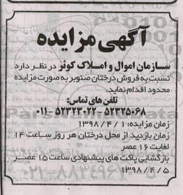 مزایده فروش درختان صنوبر 