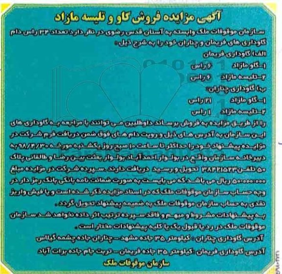 مزایده , مزایده تعداد 34 راس دام گاوداری