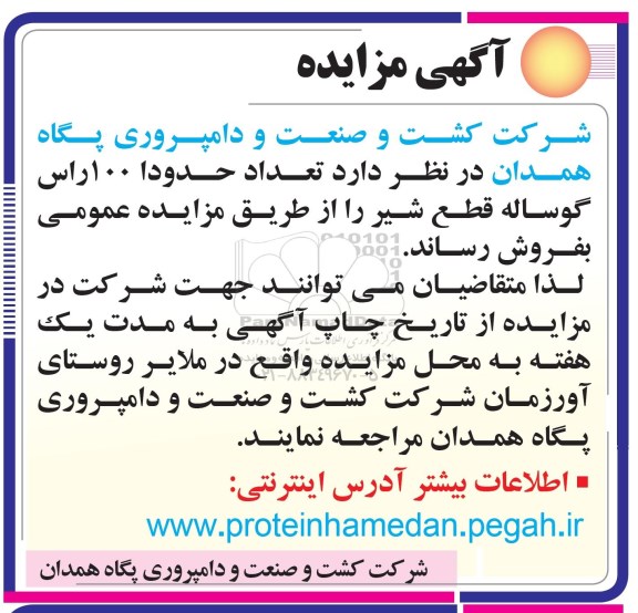 مزایده , مزایده تعداد حدودا 100 راس گوساله قطع شیر