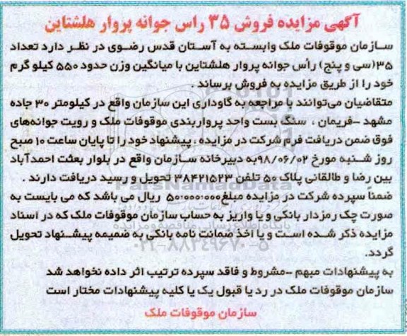 آگهی مزایده , مزایده فروش 35 راس جوانه پروار هلشتاین 