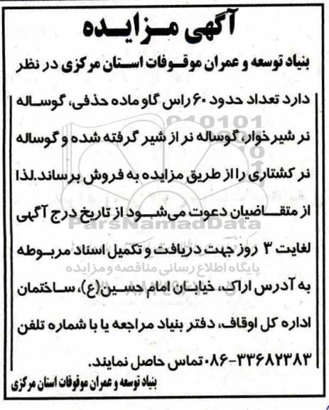 مزایده , مزایده تعداد حدود 60 راس گاو ماده حذفی....