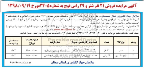 مزایده فروش 21 نفر شتر و 29 راس قوچ