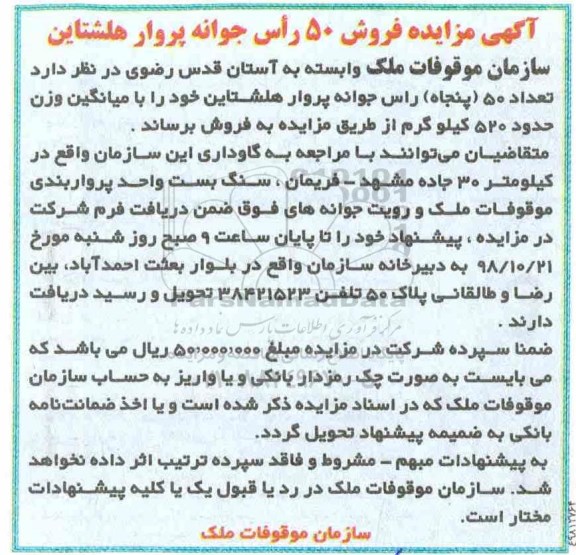 آگهی مزایده , مزایده فروش 50 راس جوانه پروار هلشتاین
