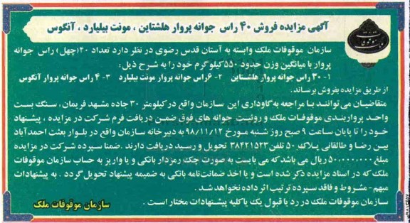 مزایده , مزایده فروش 40 راس جوانه پروار هلشتاین ، مونت بیلیارد ، آنگوس