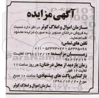 مزایده، مزایده فروش درختان صنوبر 
