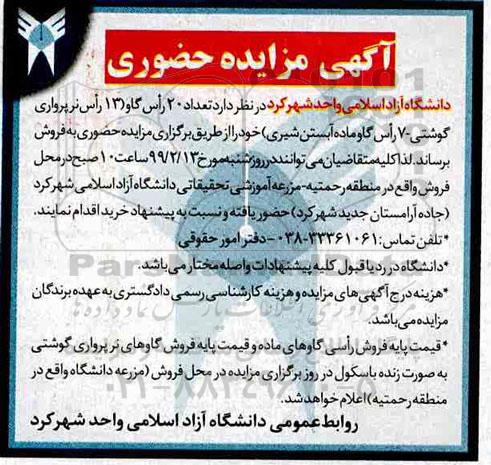 مزایده تعداد 20 راس گاو 13 راس نر پرواری گوشتی