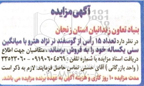 مزایده تعداد 15 راس از گوسفند نر نژاد هترو با میانگین سنی یکساله
