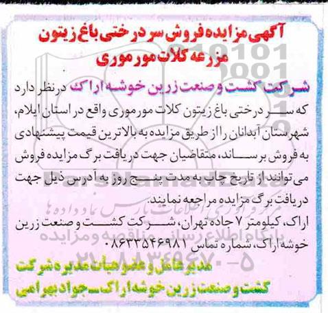 آگهی مزایده فروش سردرختی باغ زیتون