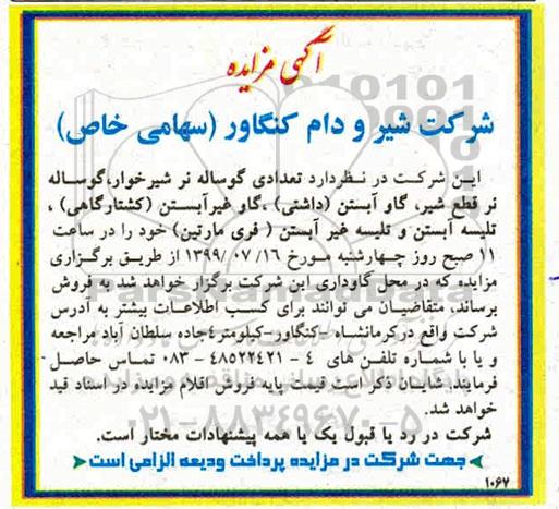 مزایده تعدادی گوساله نر شیرخوار ، گوساله نر ....