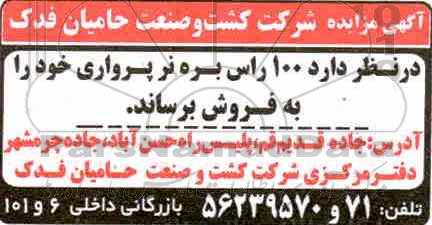 مزایده ،مزایده 100 راس بره نر پرواری