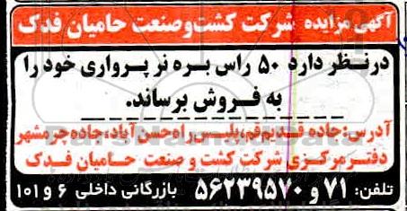 مزایده ،مزایده 50 راس بره نر پرواری