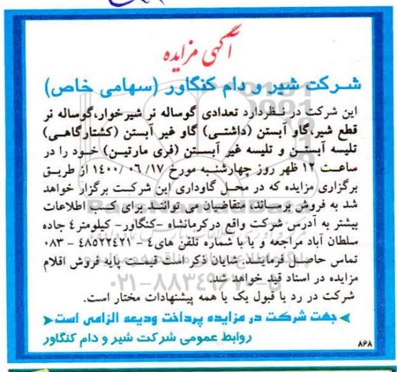 مزایده تعدادی گوساله نر شیرخوار...
