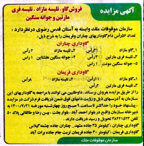 مزایده فروش گاو، تلیسه مازاد، تلیسه فری مارتین و جوانه سنگین