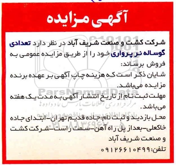 مزایده فروش تعدادی گوساله نر پرواری 
